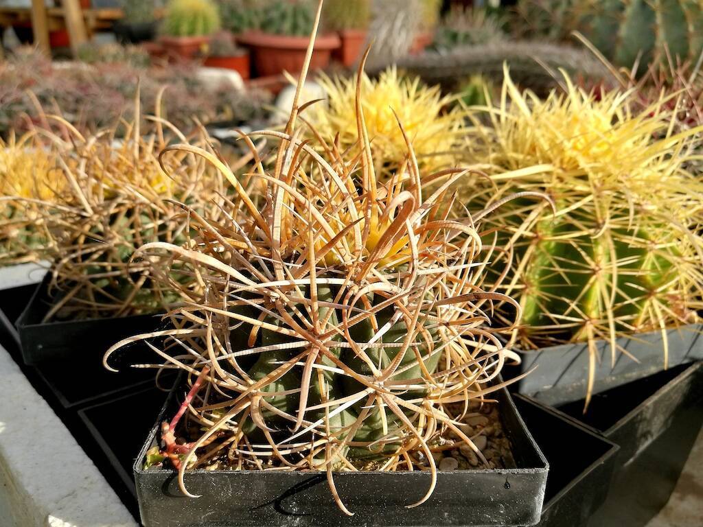 Echinocactus e Ferocactus da semina (piante di circa 5 anni)