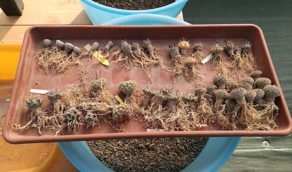 Come rinvasare i cactus, quando cambiare terra e quali vasi usare Vaso per cactus grande