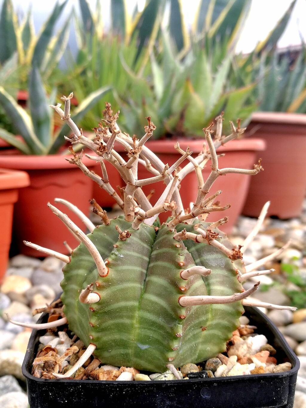 Euphorbia meloformis