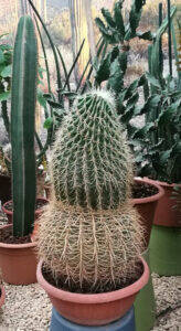 Echinocactus grusonii eziolato