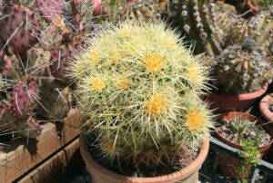 Echinocactus grusonii eziolato e pollonato