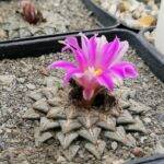 Ariocarpus kotschoubeyanus