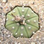 Astrophytum asterias nudum (mia semina)