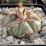Echinocactus horizonthalonius
