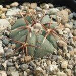 Echinocactus horizonthalonius