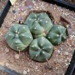 Echinocereus knippelianus