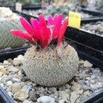 Epithelantha micromeris (mia semina)