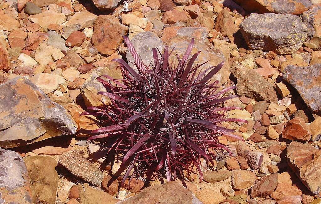 Ferocactus (Baja California)