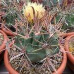 Ferocactus Santamaria