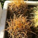 Ferocactus chrysacanthus (mie semine)