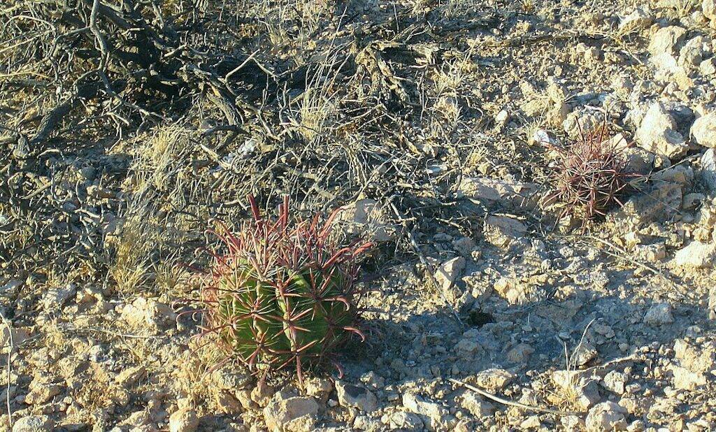 Due esemplari di Ferocactus in Baja California