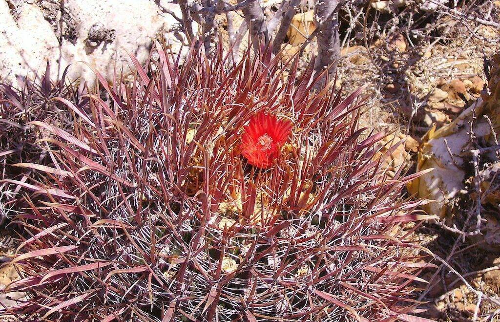 Ferocactus in fiore (Baja california)