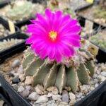 Geohintonia mexicana