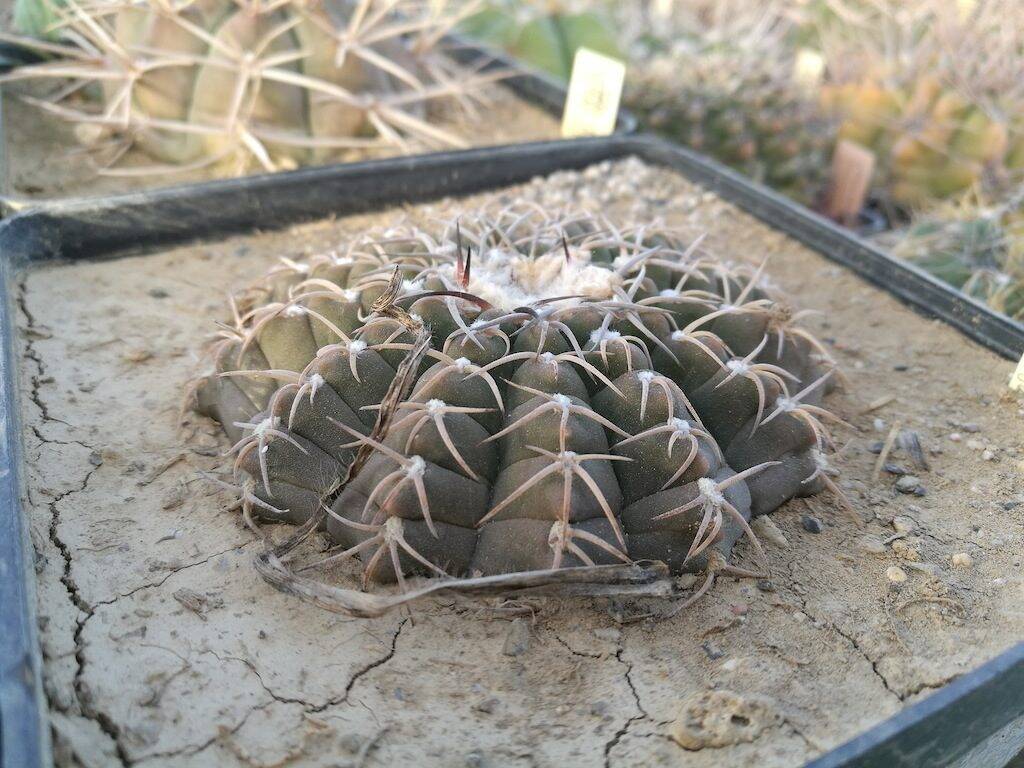 Gymnocalycium sp.