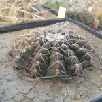 Gymnocalycium sp.