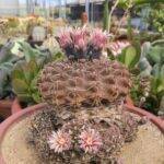 Gymnocalycium quehlianum