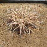 Gymnocalycium spegazzinii (in inverno)