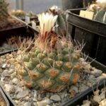 Strombocactus disciformis