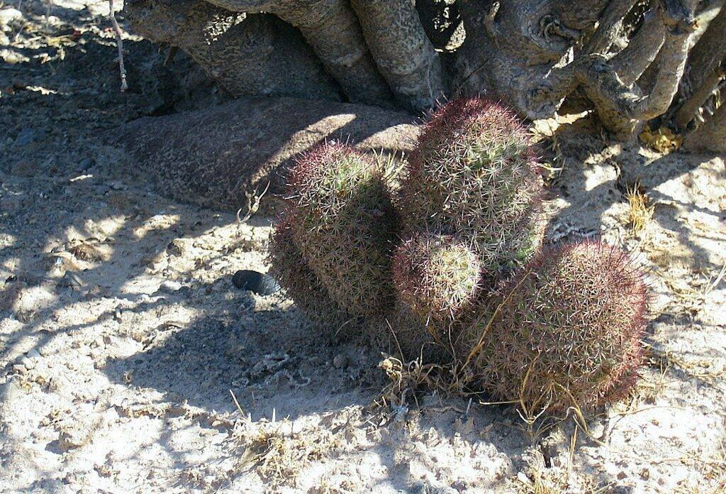 Mammillaria (Baja California)