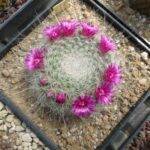 Mammillaria hahniana (mia semina)