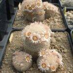 Mammillaria magallanii