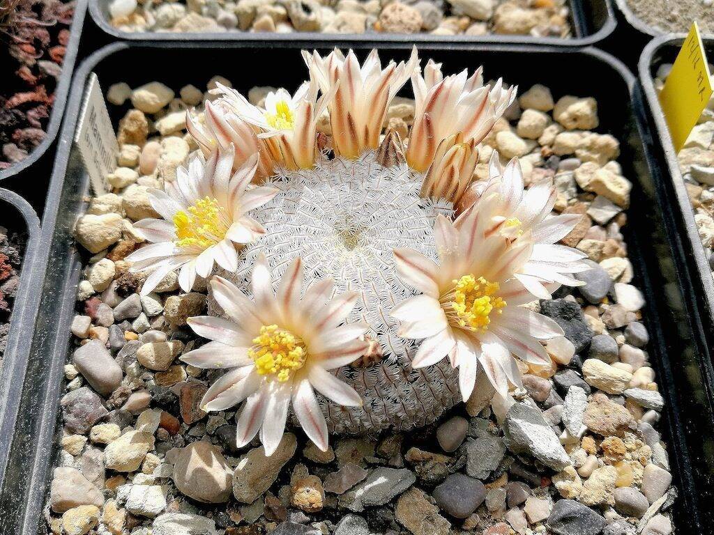 Mammillaria pectinifera