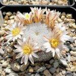 Mammillaria pectinifera