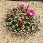 Mammillaria sp.