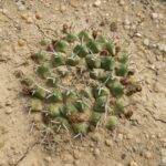 Mammillaria sp.