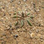 Stenocactus coptogonus (mia semina in inverno)