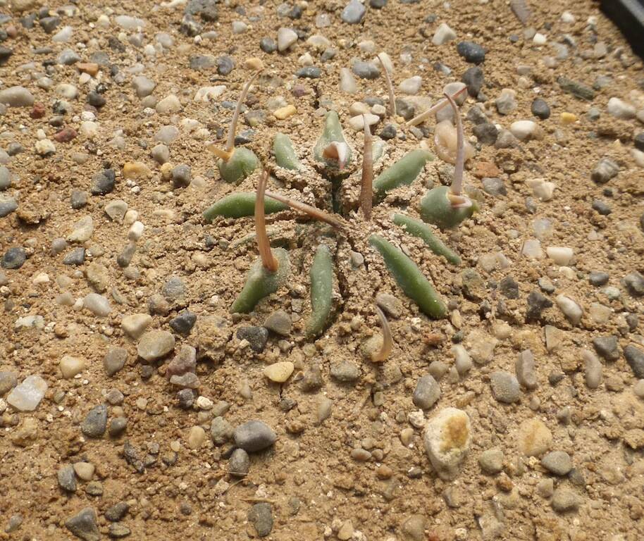 Stenocactus coptogonus (mia semina in inverno)