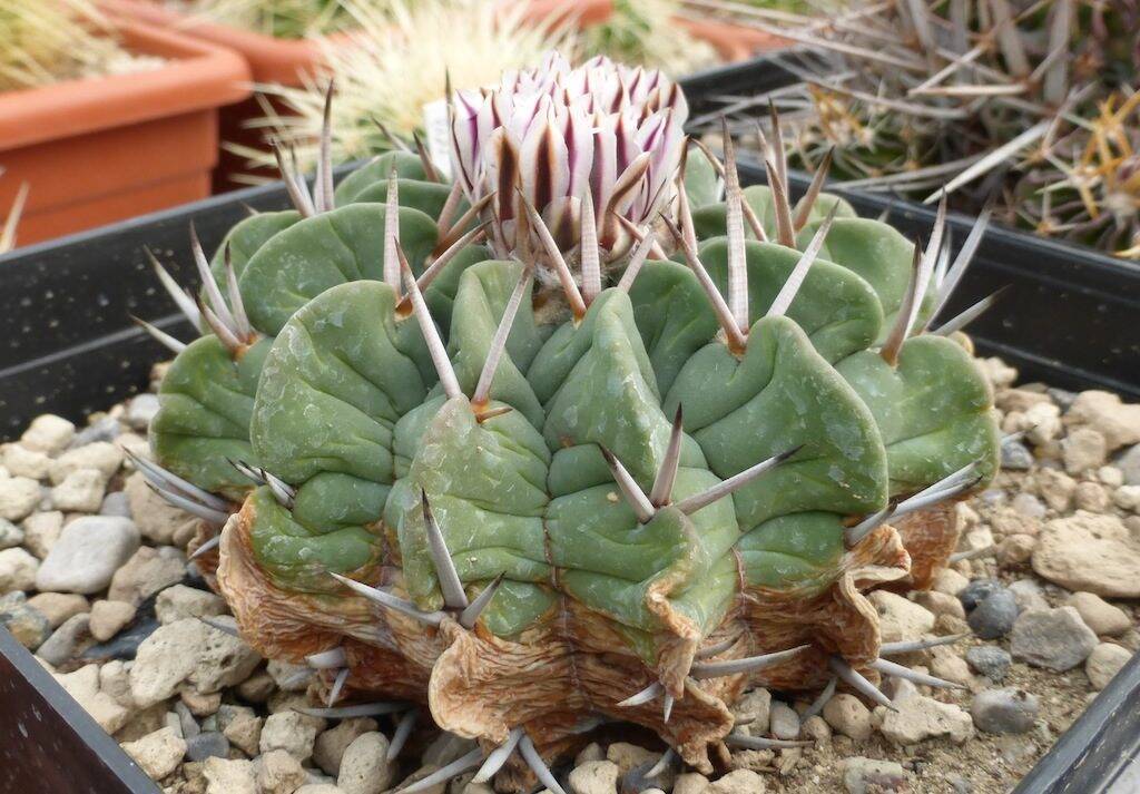 Stenocactus coptogonus (spina corta)