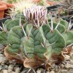 Stenocactus coptogonus (spina corta)