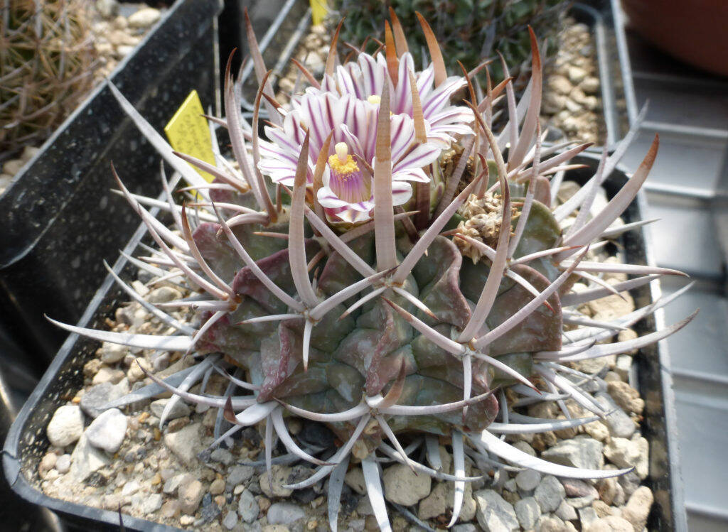 Stenocactus coptogonus (spina lunga)