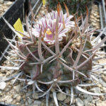 Stenocactus coptogonus (spina lunga)
