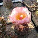 Tephrocactus geometricus