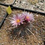 Thelocactus lausseri