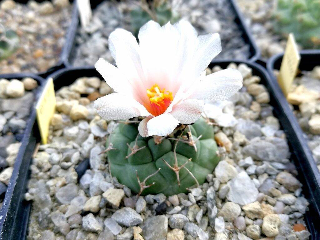 Turbinicarpus lophophoroides