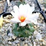 Turbinicarpus lophophoroides