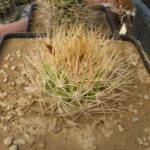 Weingartia cintiensis
