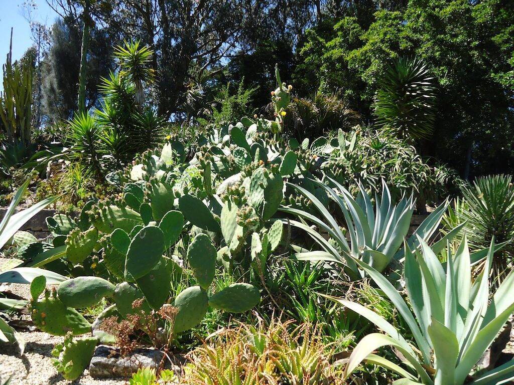 Giardino di succulente in California