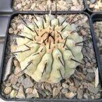 Copiapoa cinerea