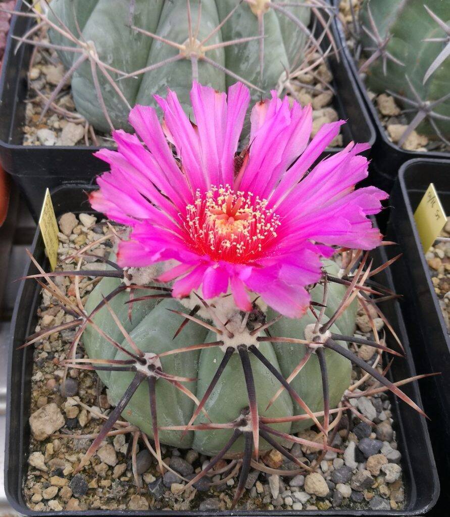 Echinocactus horizonthalonius in fiore