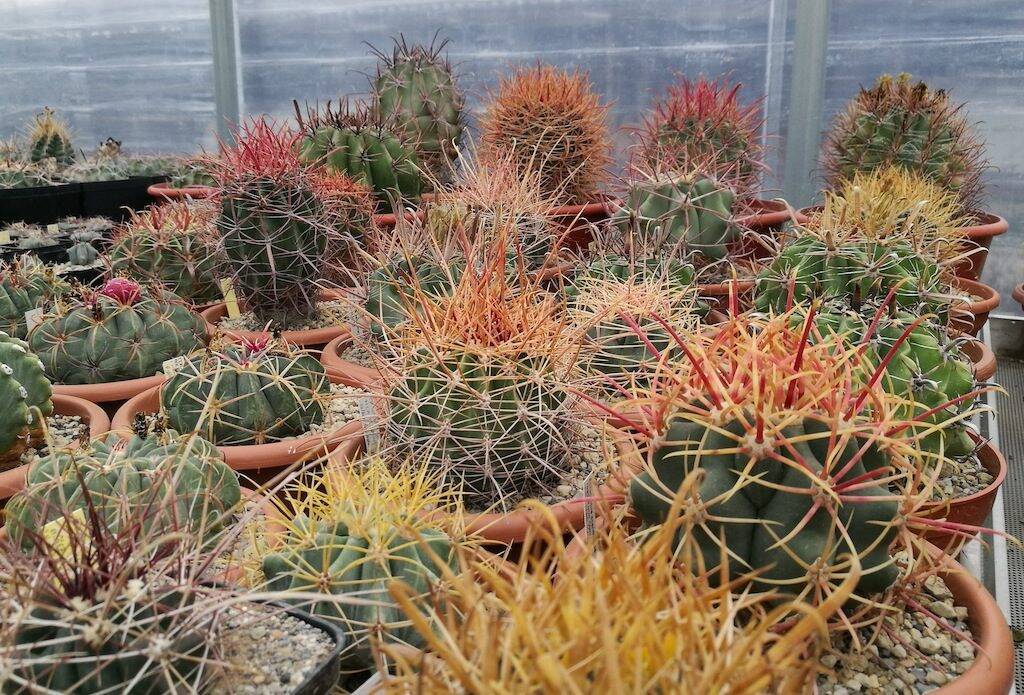 Vari esemplari di Ferocactus