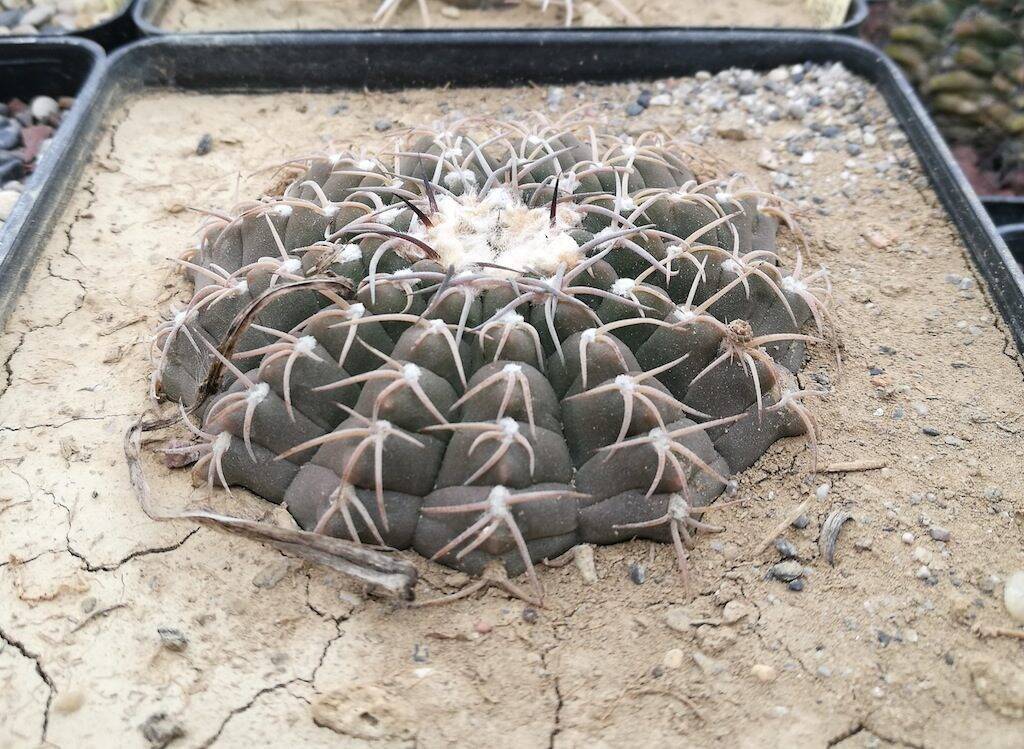 Gymnocalycium wild