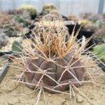 Gymnocalycium eurypleurum