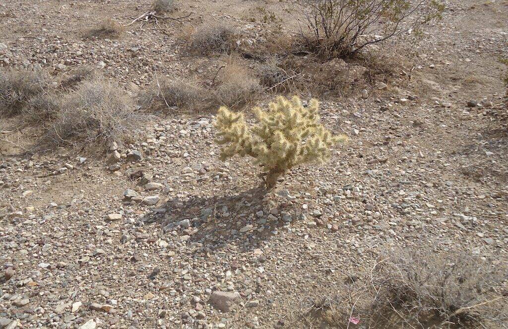 Cylindropuntia tunicata (?) in California