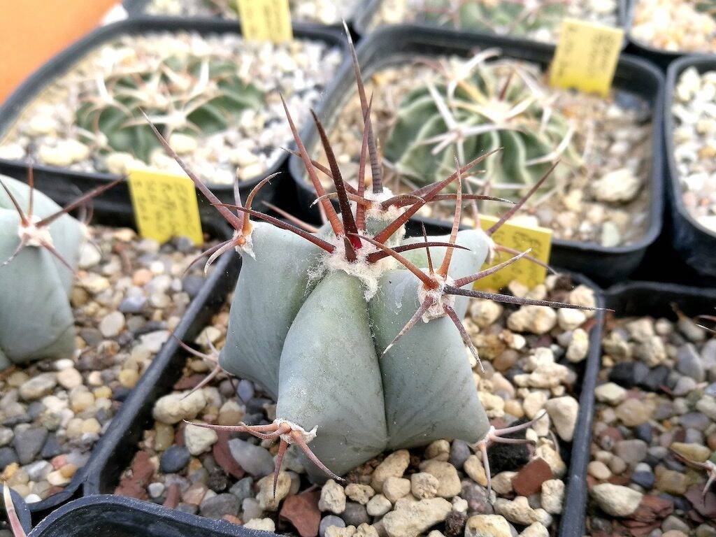 Una semina di Echinocactus platyacanthus