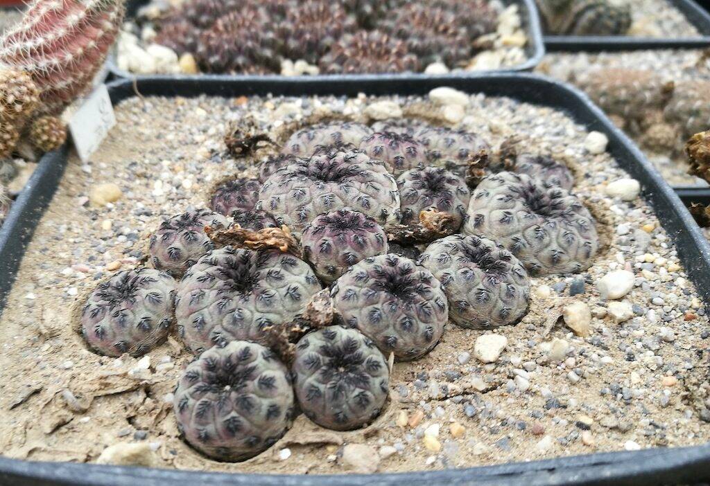 Una Sulcorebutia rauschii