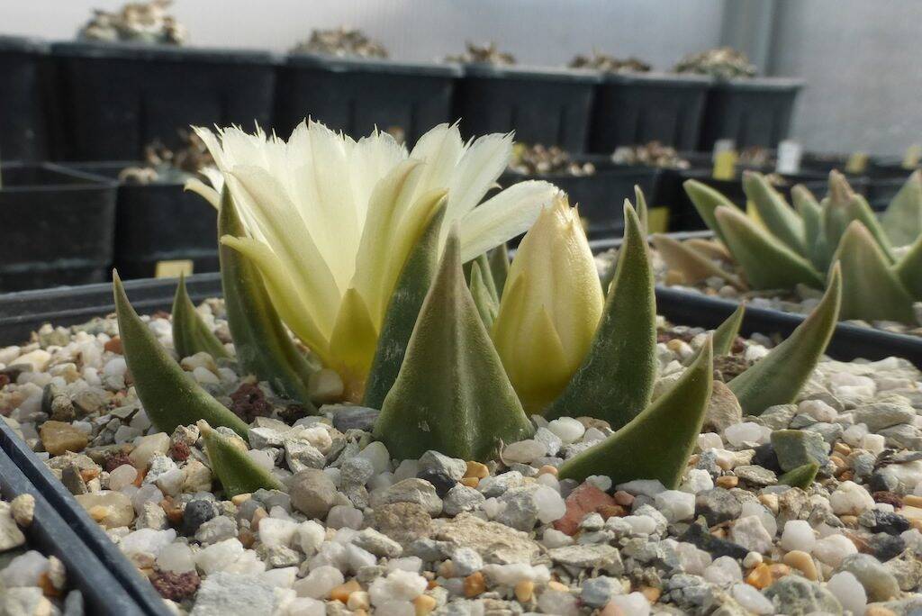 Ariocarpus trigonus